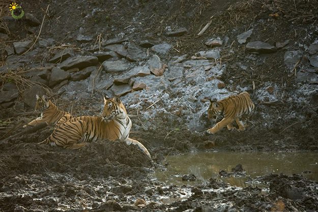 عکاسی حرفه ای از حیات وحش توسط سودیر شیوارام